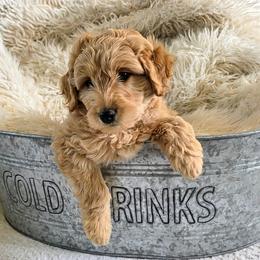 Bamm Bamm - Red  male Goldendoodle puppy in Casa Grande, Arizona from Curls and Camo Pups