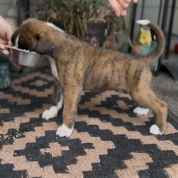 Rorschach's Strelka (Arrow) - Brindle male Boxer puppy in Seward, Nebraska from Rorschach Boxers