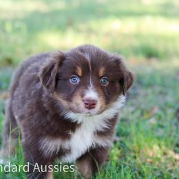 Latte - Red tri-color female Australian Shepherd puppy in Stephenville, Texas from AW Standard Aussies