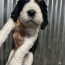 Yellow collar tri black - Black white and tan female English Springer Spaniel puppy in Jamestown, Kentucky from Waterworks Springers