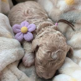 Posy - Apricot female Goldendoodle puppy in Camden, North Carolina from Oopsie Doodles of NC