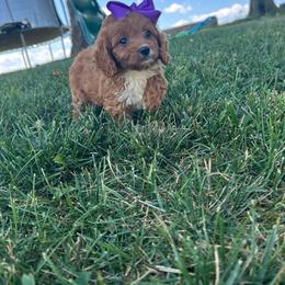 Johanna - Red female Cavapoo puppy in Mint Hill, North Carolina from DoodleForever