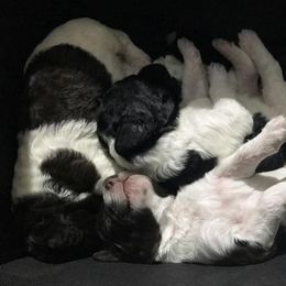 Poodle Puppies from Crystal Creek Standard Poodles