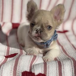 Fievel - Fawn and white male French Bulldog puppy in Hemet, California from Bowman Pups