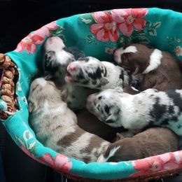Miniature Australian Shepherd Puppies from Brown Family Aussies