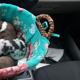 Miniature Australian Shepherd Puppies from Brown Family Aussies