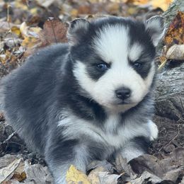 Girl 2 - Black and white female Pomsky puppy in Tennessee from Hudson’s Huskies & Pomskies