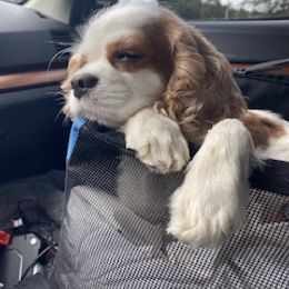 Cavalier King Charles Spaniel puppies from Corinne Cavalier's