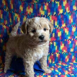 Pink - Apricot female Maltipoo puppy in Clover, South Carolina from Cudi’s Buddies