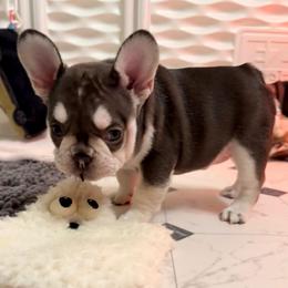 Kiss - Tricolors female French Bulldog puppy in Boyne City, Michigan from Gichigami French Bulldogs