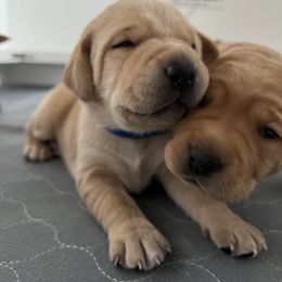Labrador Retriever Puppies from Sun Ridge Labradors