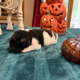 Bessie - Black female Chinese Shar-Pei puppy in Auburn, Kansas from Justin's Chinese Shar-Pei