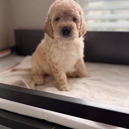 Cavapoo and Goldendoodle Puppies from Dori