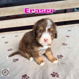 Eraser - Tri-color female Bernedoodle puppy in Banner Elk, North Carolina from Walnut Tree Bernedoodles