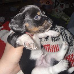 Dachshund Puppies from G&B Dachshunds
