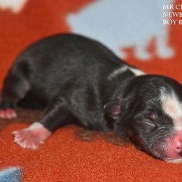 Mr Crabs - Black tri male Miniature Australian Shepherd puppy in Patterson, North Carolina from DreamLine Aussies