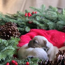 French Bulldog Puppies from Nala’s Nest