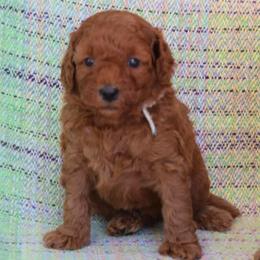 Cumin - Red  male Poodle puppy in Jensen Beach, Florida from Pineapple Poodles
