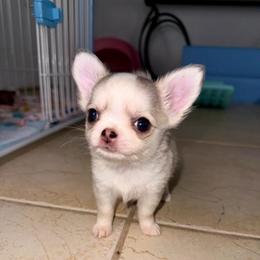 Margo - Sable spotted white female Chihuahua puppy in Naples, Florida from Naples Tiny Dogs