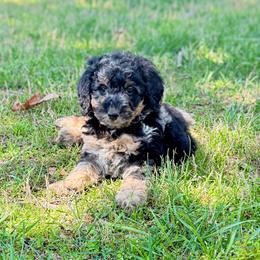 Winter - Merle female Goldendoodle puppy in Rome, Georgia from Victoria’s Designer Doodles