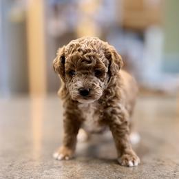 Elizabeth - Red  female Poodle puppy in Bells, Texas from Partridge Doodles and Poodles