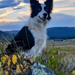 Bash - Bearded Collie