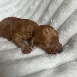 AKC Red Female - Red  female Poodle puppy in Powder Springs, Georgia from West Cobb Dogs