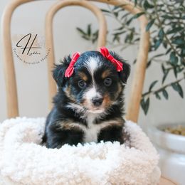 Toast - Black tri female Toy Australian Shepherd puppy in Charlestown, Indiana from Hydden Aussies