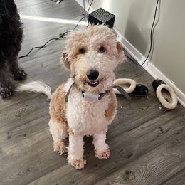 Goldendoodles from Tran Clan Doodles