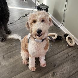 Goldendoodles from Tran Clan Doodles