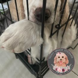 Goldendoodle Puppies from Teddy Grace Doodles