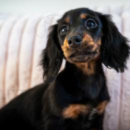 Tina - Black and tan female Dachshund puppy in Temecula, California from Naomi Magee's Dachshund Kennel