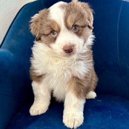 Girl 3 - Miniature American Shepherd puppy from Morning Glory Minis