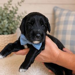 Spirit - Black male Goldendoodle puppy in Portland, Tennessee from Happy_Tails_by_TJ