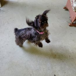 Ella - Miniature Schnauzer