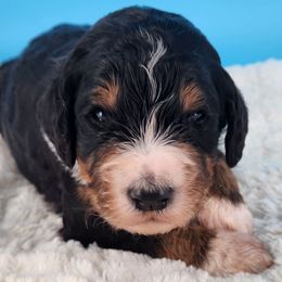 Bernedoodle Puppies from Palo Cedro Bernedoodle