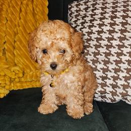 Honey - Apricot female Poodle puppy in Queens, New York from Pawfect Soul Puppies