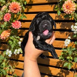 Ghost - White Collar Boy - Black male Goldendoodle puppy in Yakima, Washington from HoneyPaw Doodles