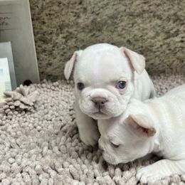 French Bulldog Puppies from Grand Frenchies