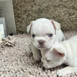 French Bulldog Puppies from Grand Frenchies
