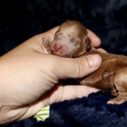 Coconut - Red  male Poodle puppy in Bridgeport, Texas from KM AKC Toy poodles