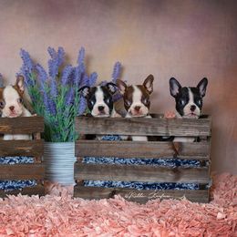 Boston Terrier Puppies from RVF Boston Terriers
