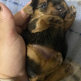 Baby girl - Black and gold female Yorkshire Terrier puppy in Rock Hill, South Carolina from Teddy Bear Yorkies