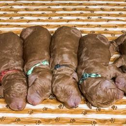 Goldendoodle Puppies from Bear Ridge Doodles