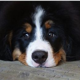 Bernese Mountain Dogs from Rossingham Berners