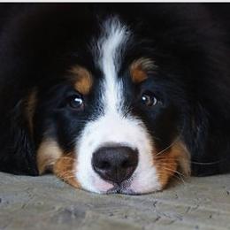 Bernese Mountain Dogs from Rossingham Berners
