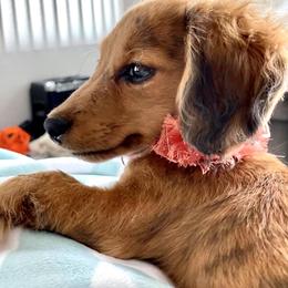 Dachshund Puppies from Meldox