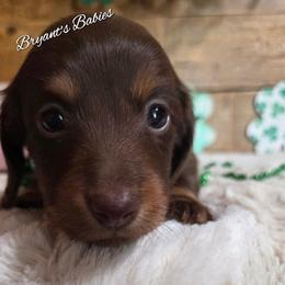 Daisy's baby girl - Chocolate and tan female Dachshund puppy in Webb, Alabama from Bryant's Babies