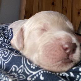 Goldendoodle Puppies from Cottage Companion Doodles