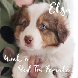 Australian Shepherd Puppies from NK Ranch Australian Shepherds